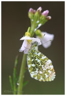 Male Orange Tip on Cuckoo Flower.