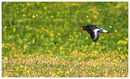 Oystercatcher over machair.