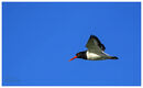 Oystercatcher flight.