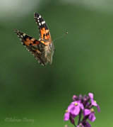 Painted Lady