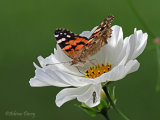 Painted Lady