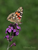 Painted Lady