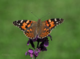 Painted Lady