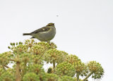 Pallas's Warbler