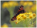 Peacock on Ragwort