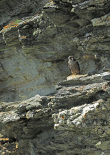 Juvenile Peregrine