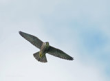 Juvenile Peregrine