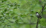 Pied Flycatchers