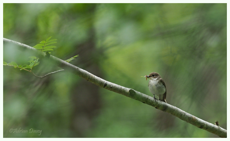 Pied Flycatcher-female