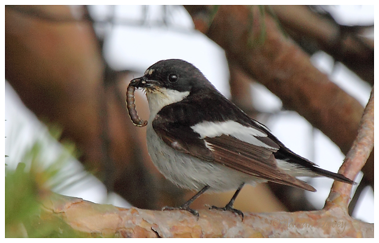 Male Pied Flycatcher