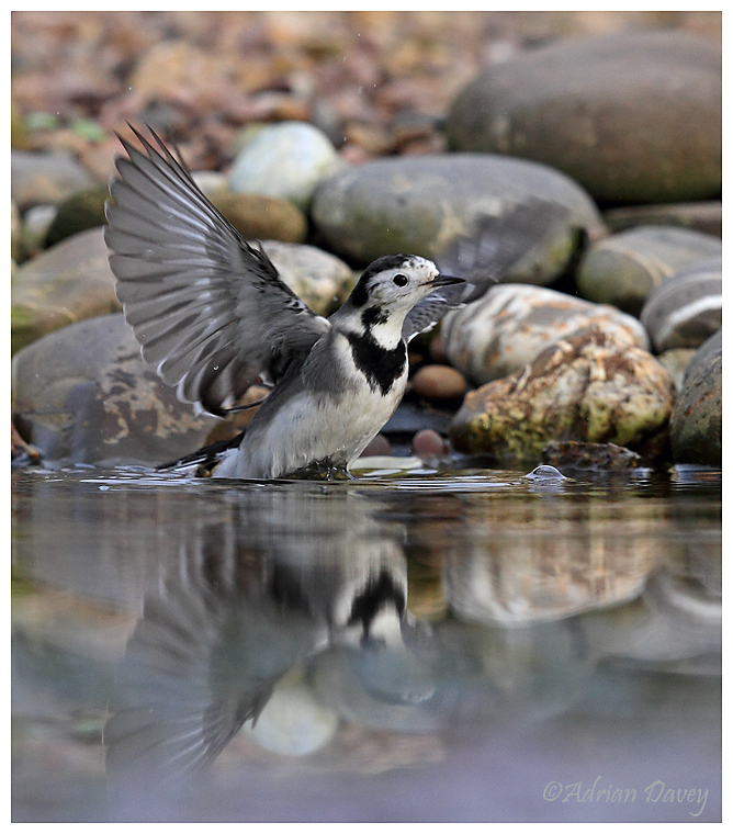 Pied Wagtail bathing