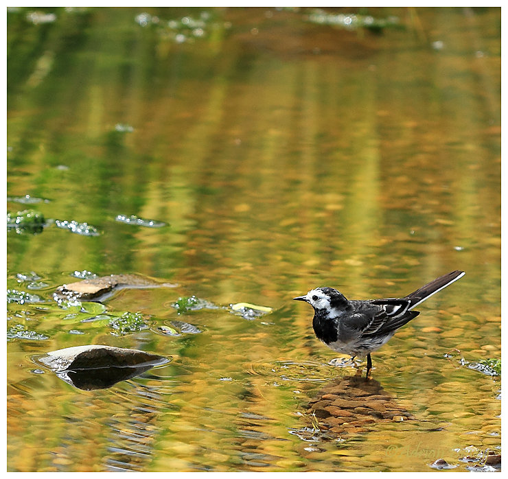 Pied Wagtail
