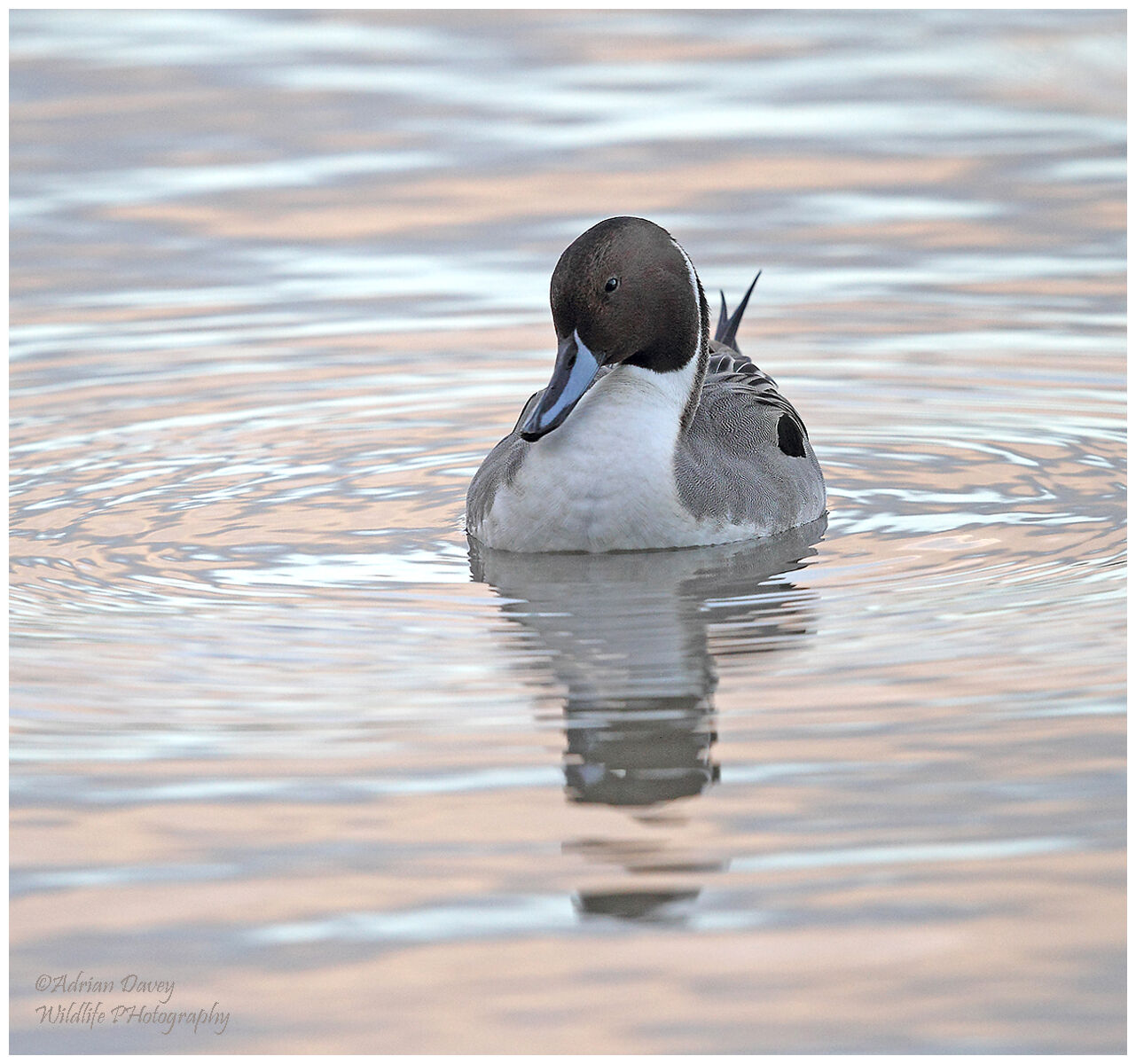 Pintail male in late afternoon light.