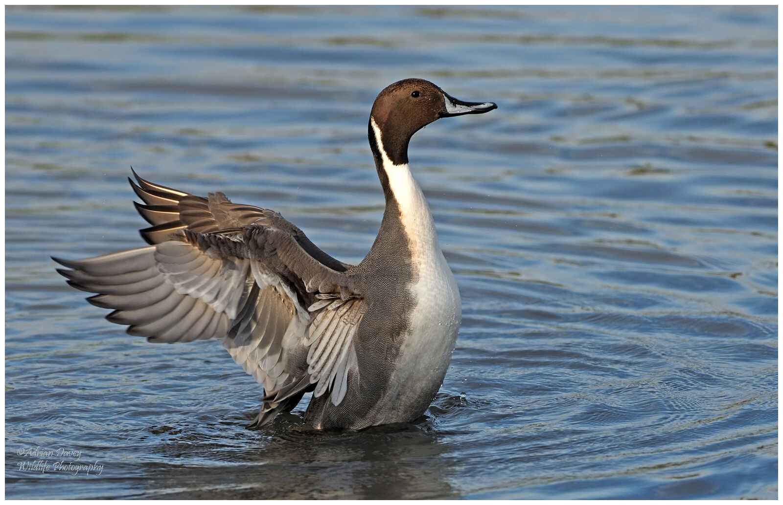 Pintail male wing stretch.