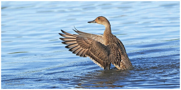 Pintail female wing stretch after bathing