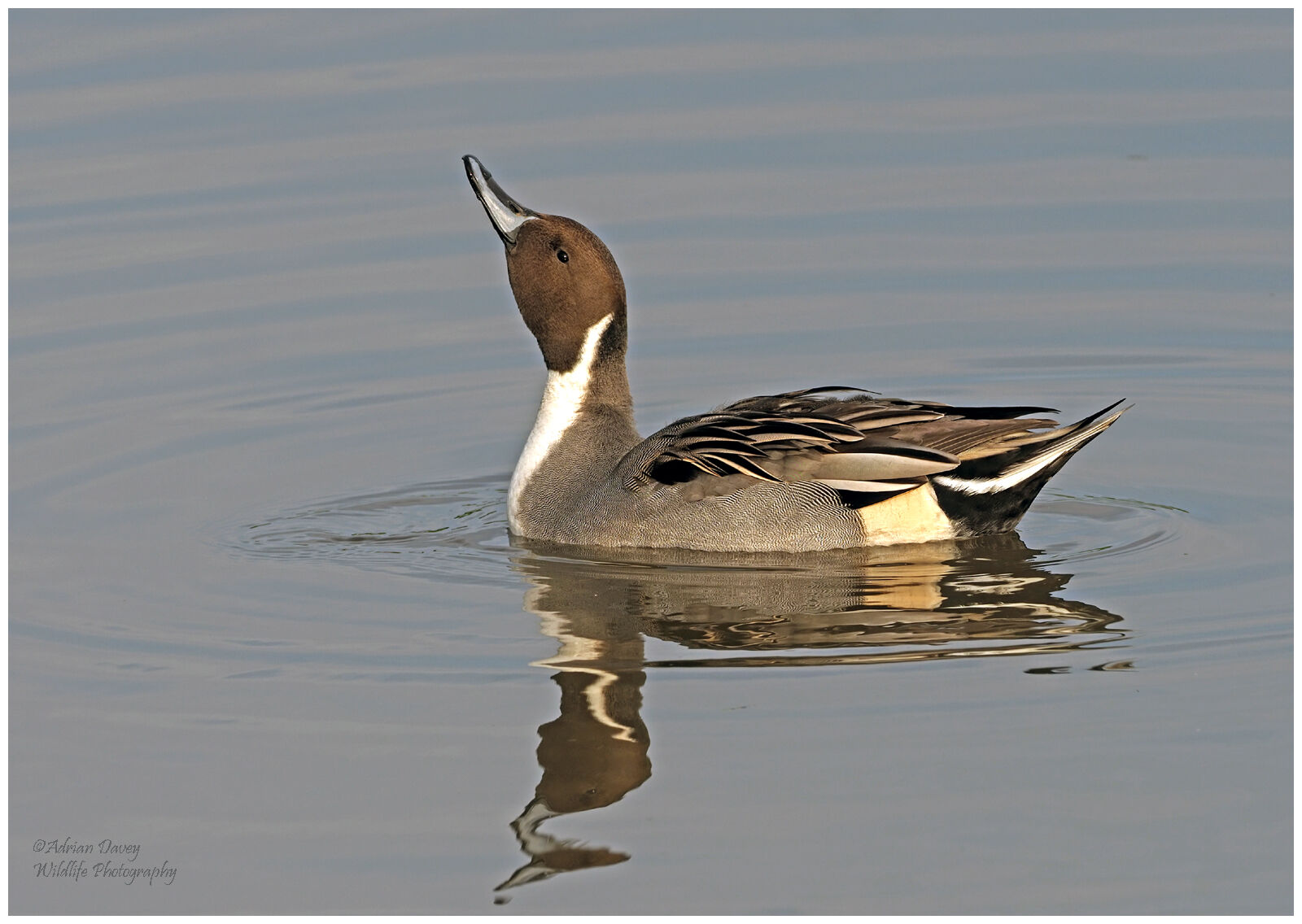 Pintail male