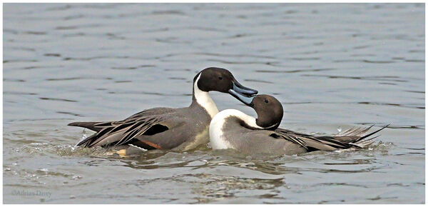 Pintail males scrapping