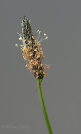 Plaintain