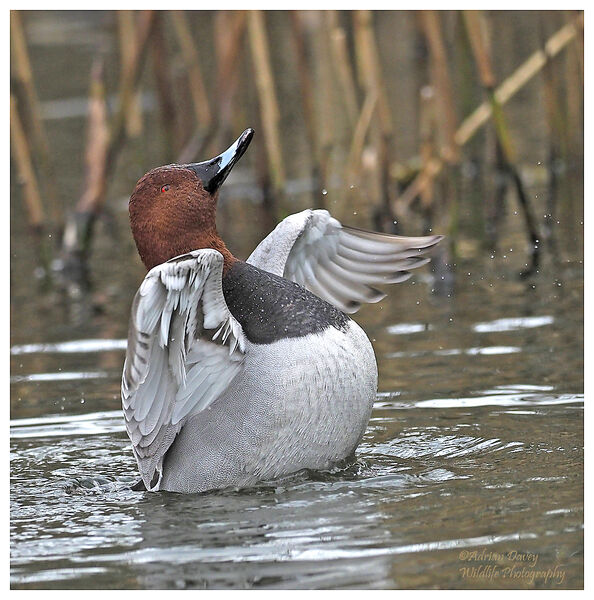 Pochard