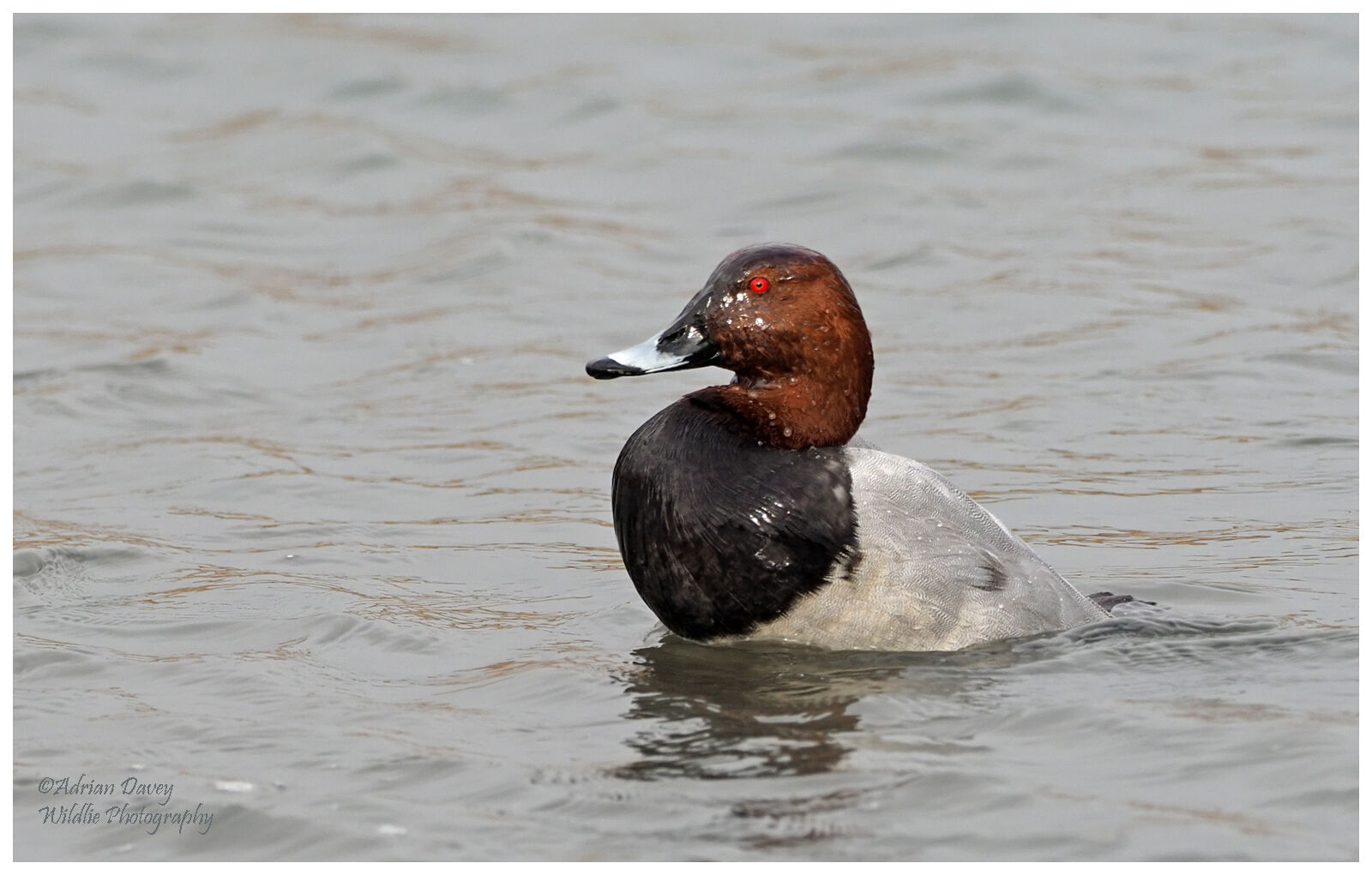 Pochard male just surfaced