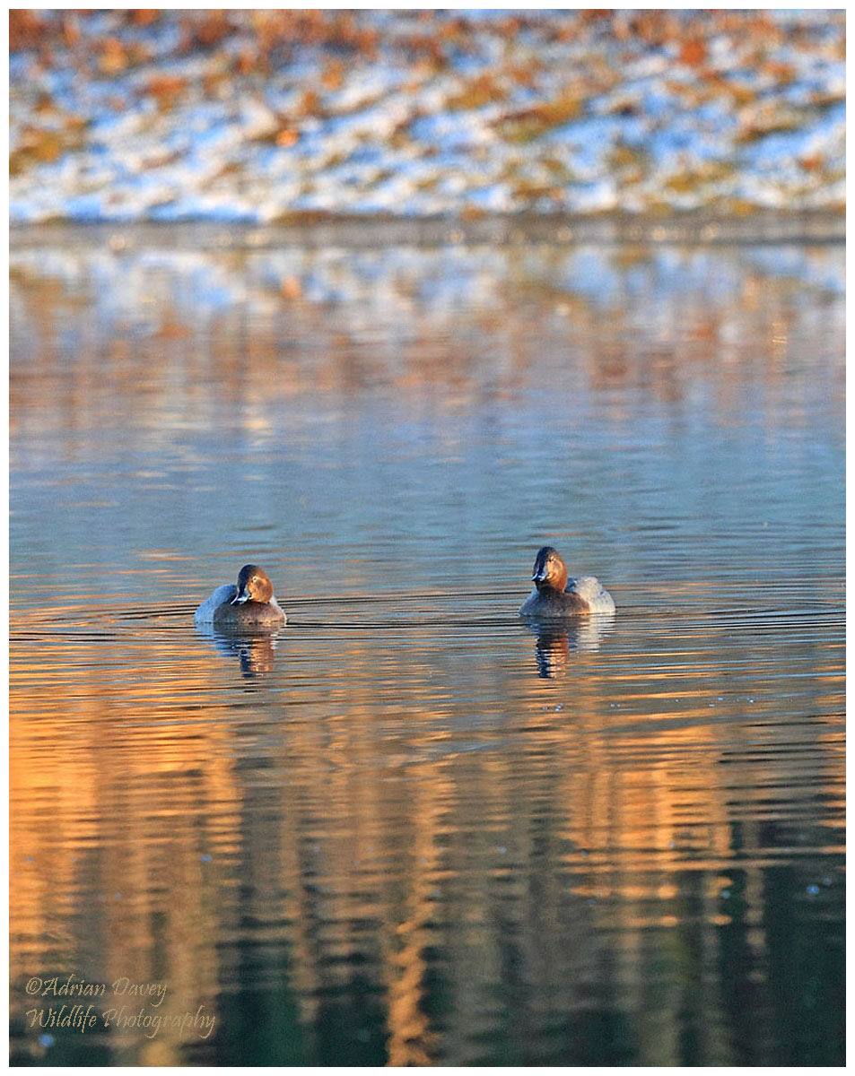 Pochards.