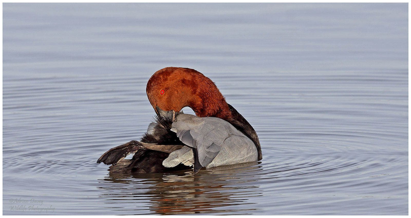 Pochard preening