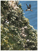 Puffins on daisy covered cliffs