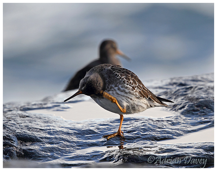 Purple Sandpiper