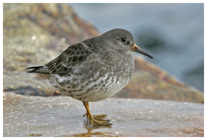 Purple Sandpiper