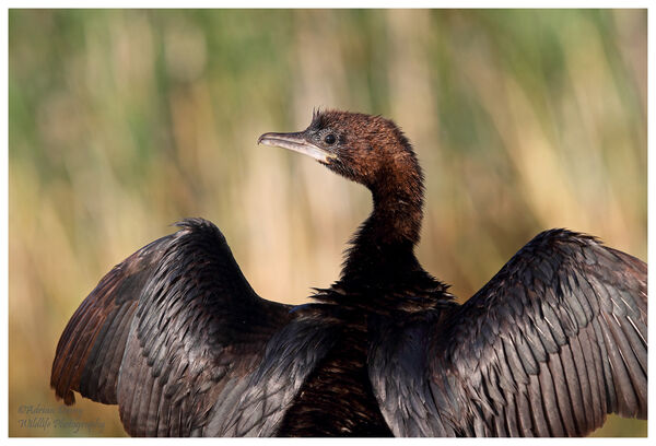 Pygmy Cormorant