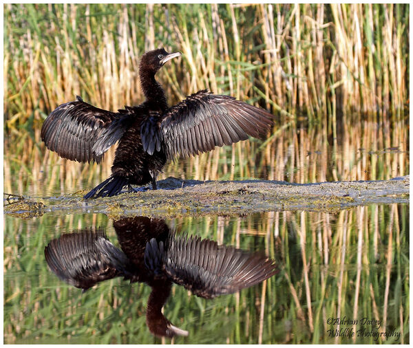 Pygmy Cormorant drying its wings.