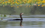 Hungary BIrds