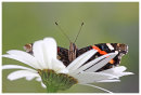 Red Admiral