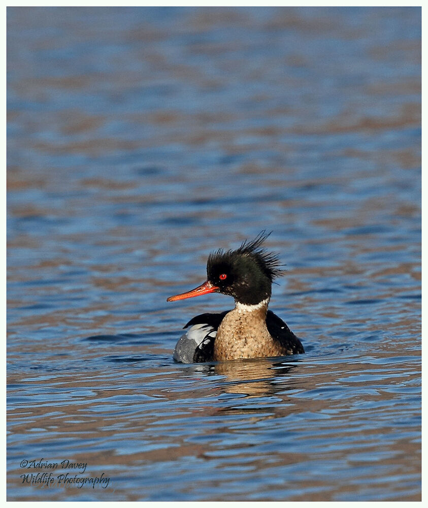 Red Breasted Merganser, male