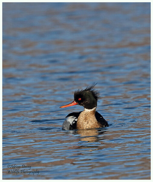 Red Breasted Merganser, male