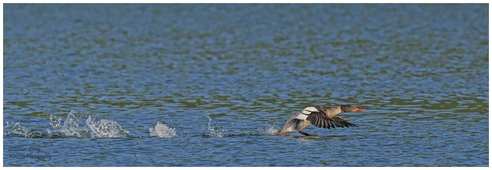 Male Red Breasted Merganser