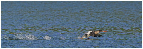 Male Red Breasted Merganser
