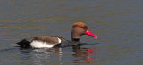 Red Crested Pochard