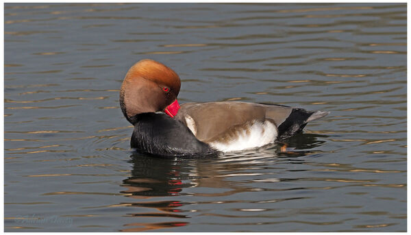 Red Crested Pochard male