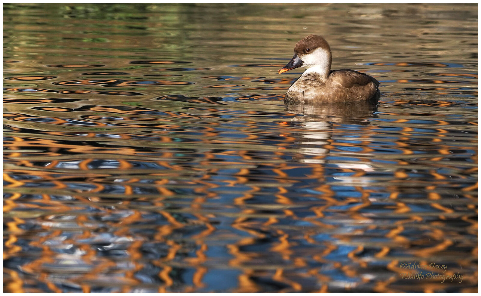 Red Crested Pochard female