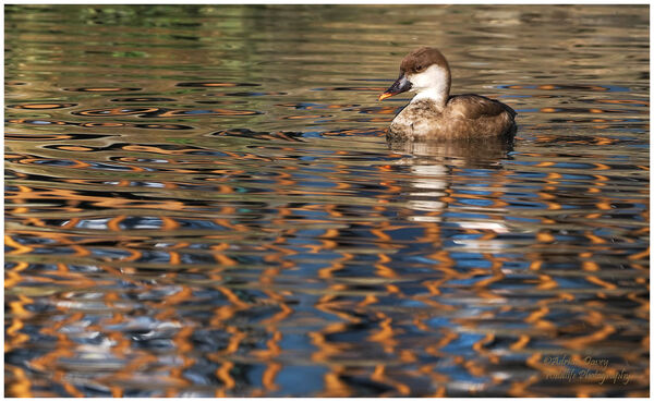 Red Crested Pochard female