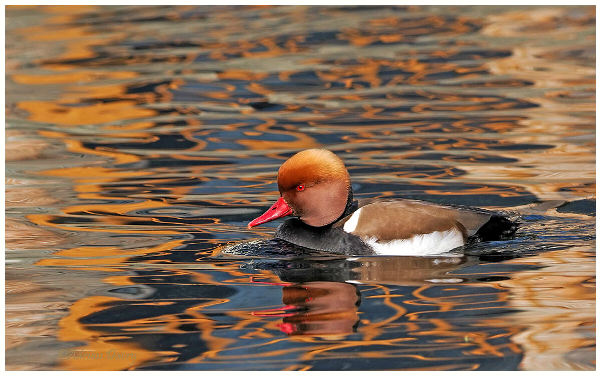 Red Crested Pochard male