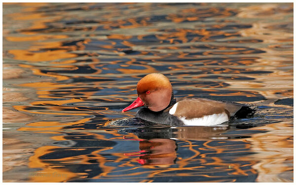 Red Crested Pochard male