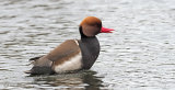 Red Crested Pochard