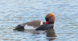 Red Crested Pochard