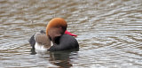 Red Crested Pochard