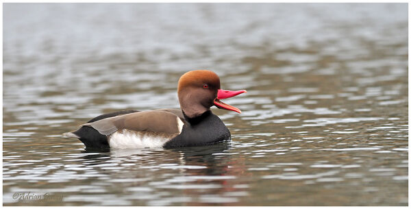 Red Crested Pochard