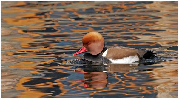 Red Crested Pochard male