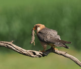 Hungary Birds