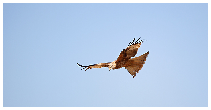 Red Kite
